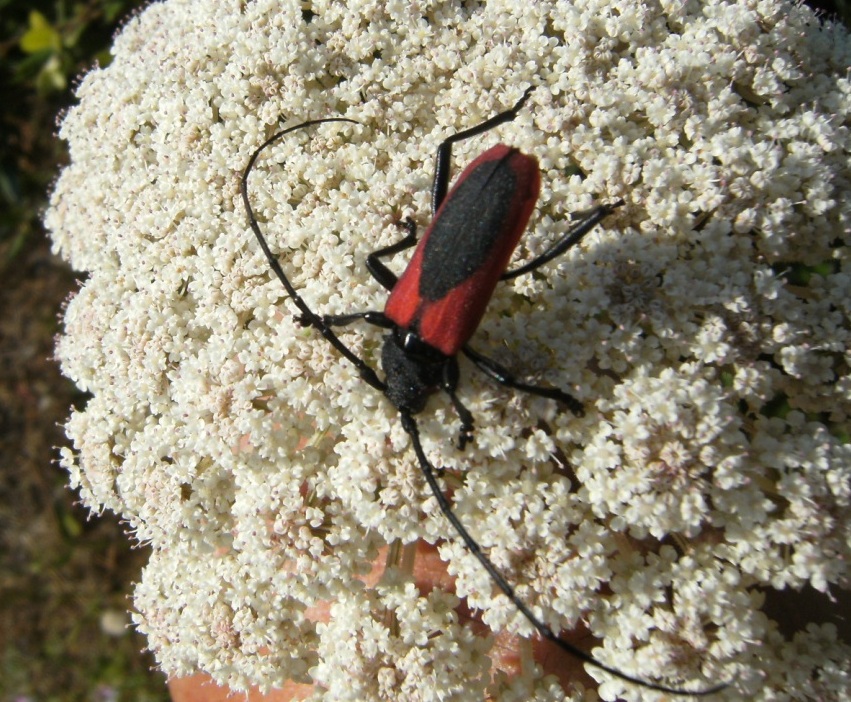 Purpuricenus  kaehleri (Cerambycidae)